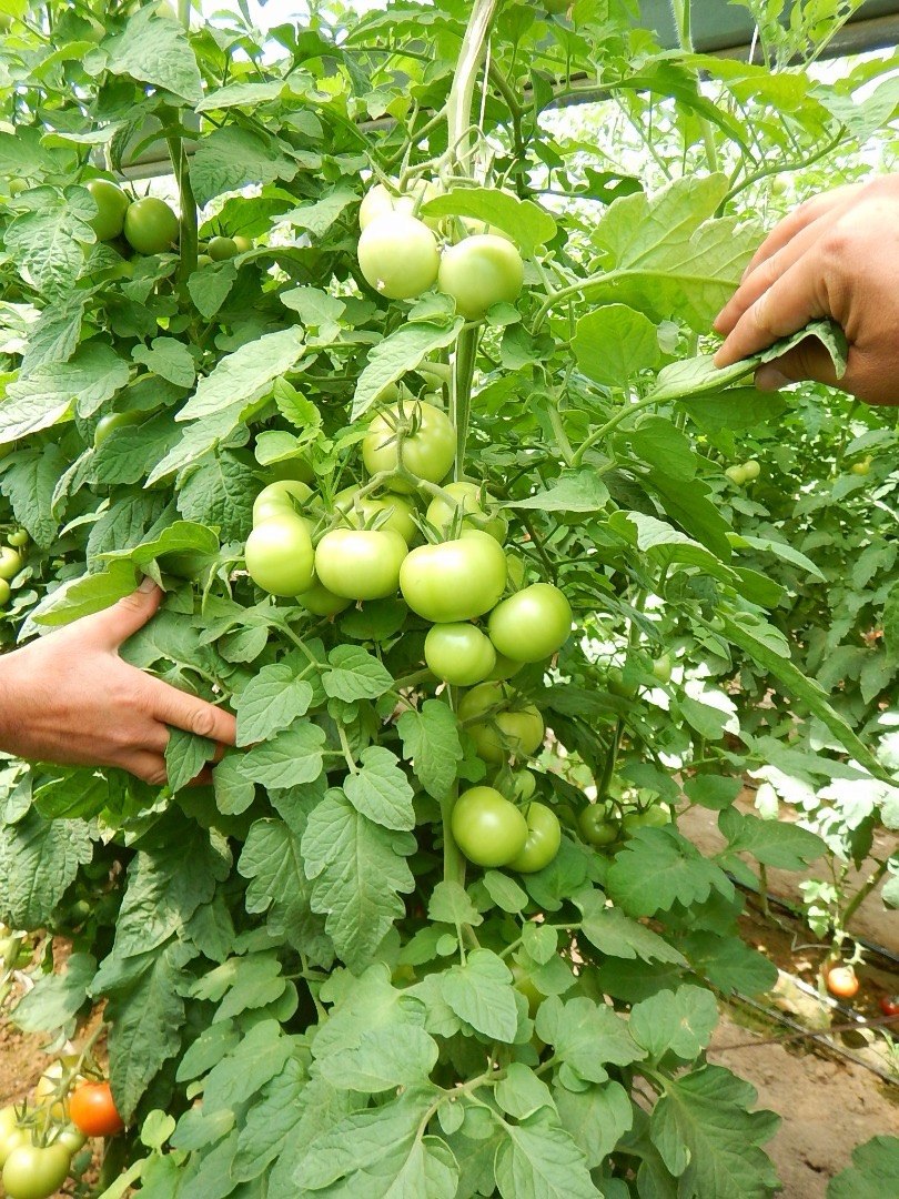 Hands tending green tomato plants