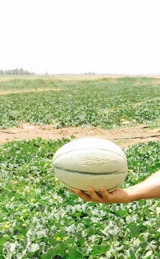 Hand holding a freshly picked cantaloupe melon