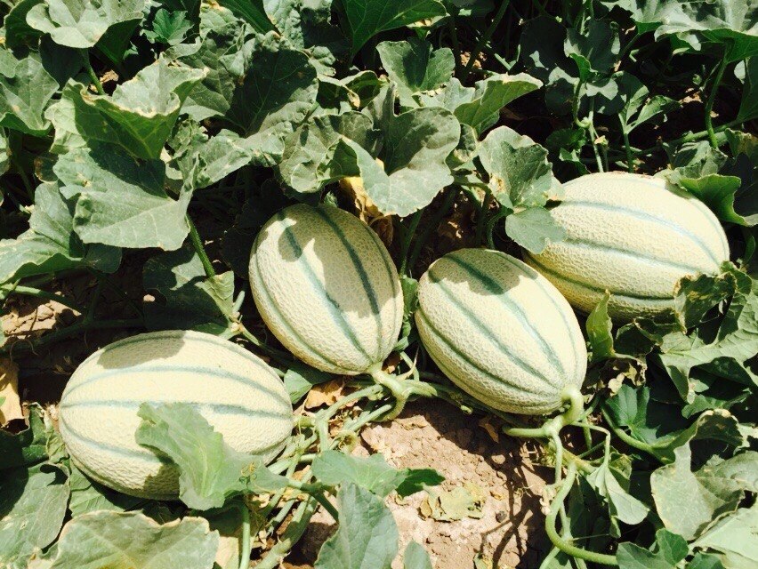 Ripe cantaloupe melons in the field