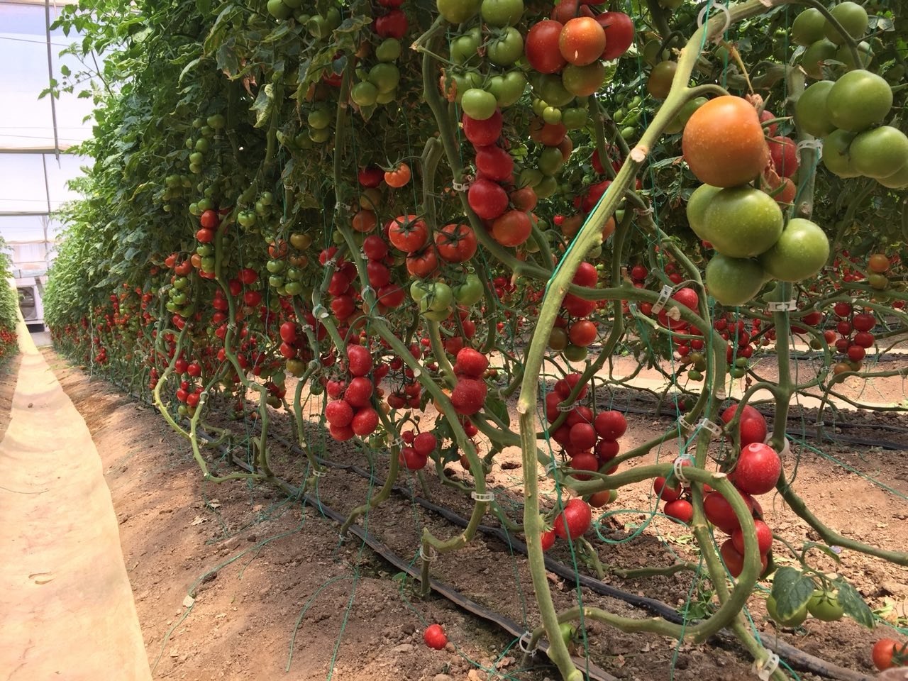Long row of ripening tomatoes in greenhouse
