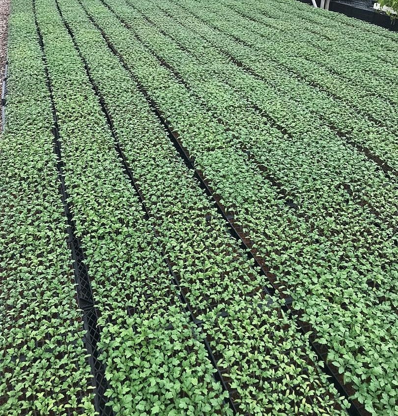 Vast field of young tomato seedlings