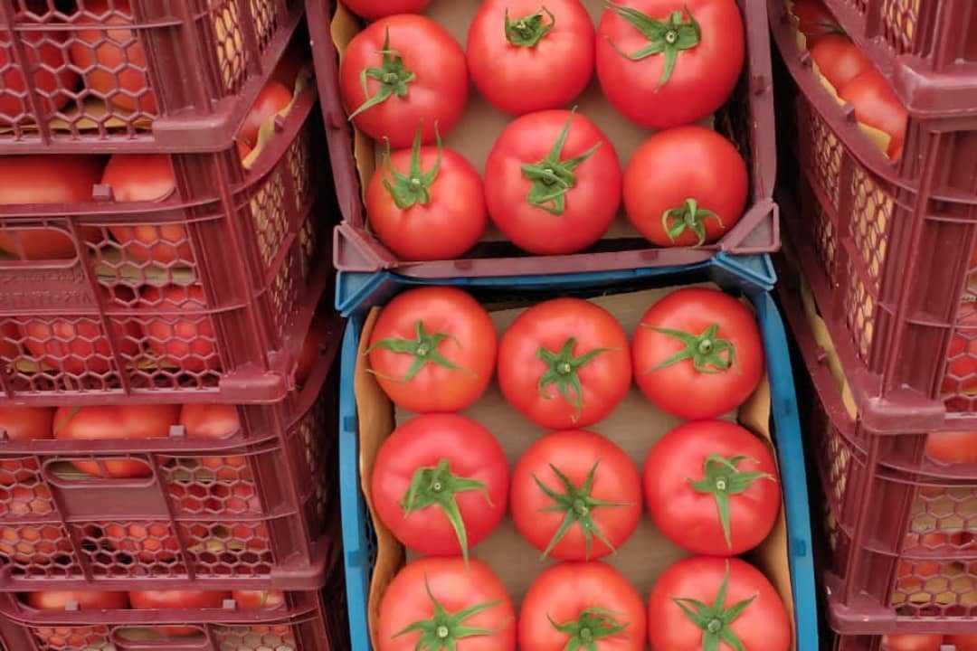 Crates of freshly packed tomatoes ready for shipment