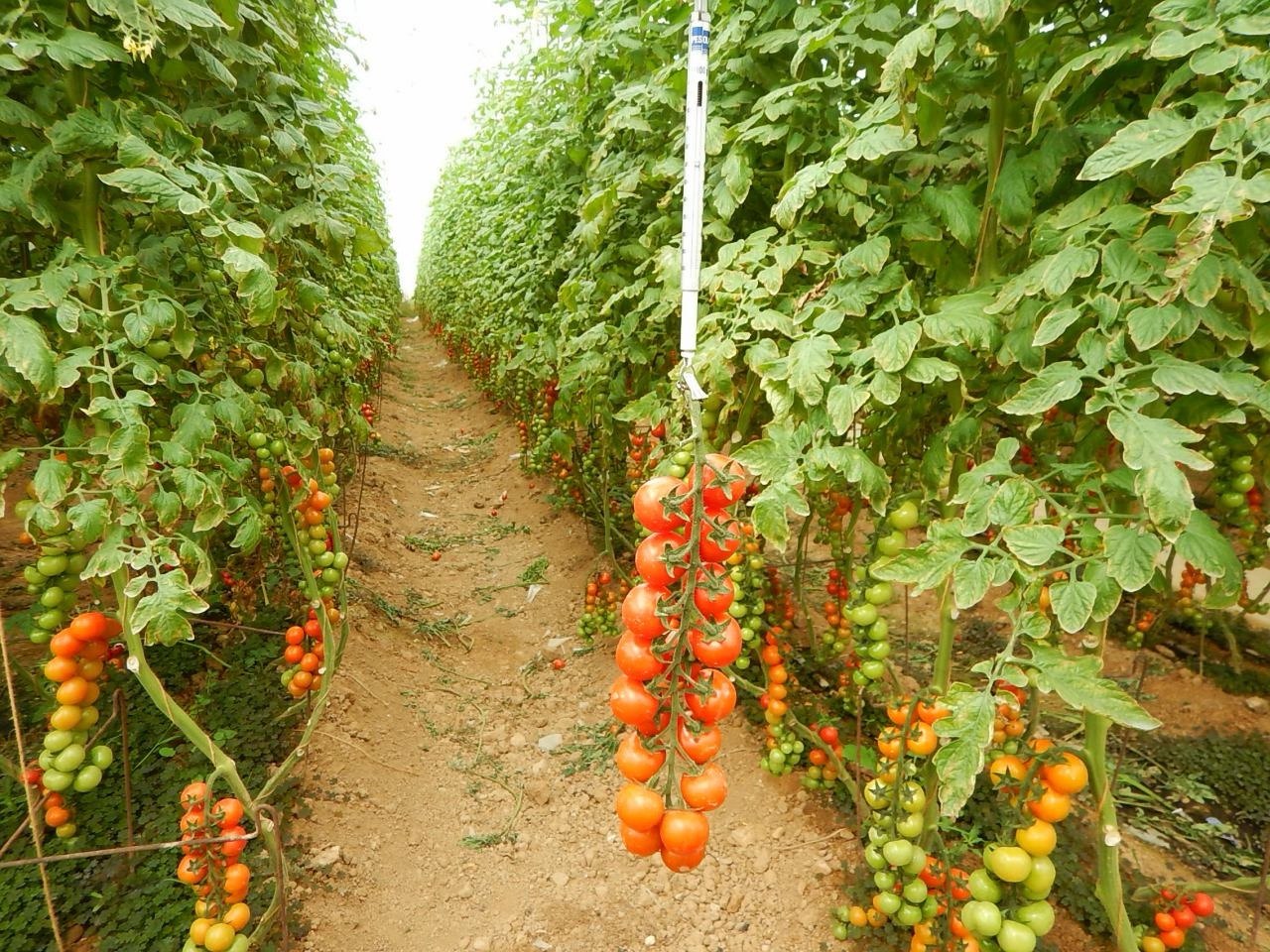 Greenhouse aisle between rows of cherry tomatoes