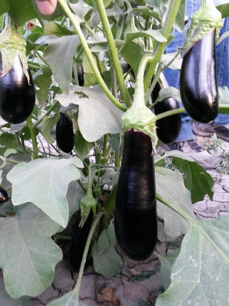 Glossy eggplants growing on plant