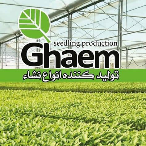 Ghaem Seedling logo