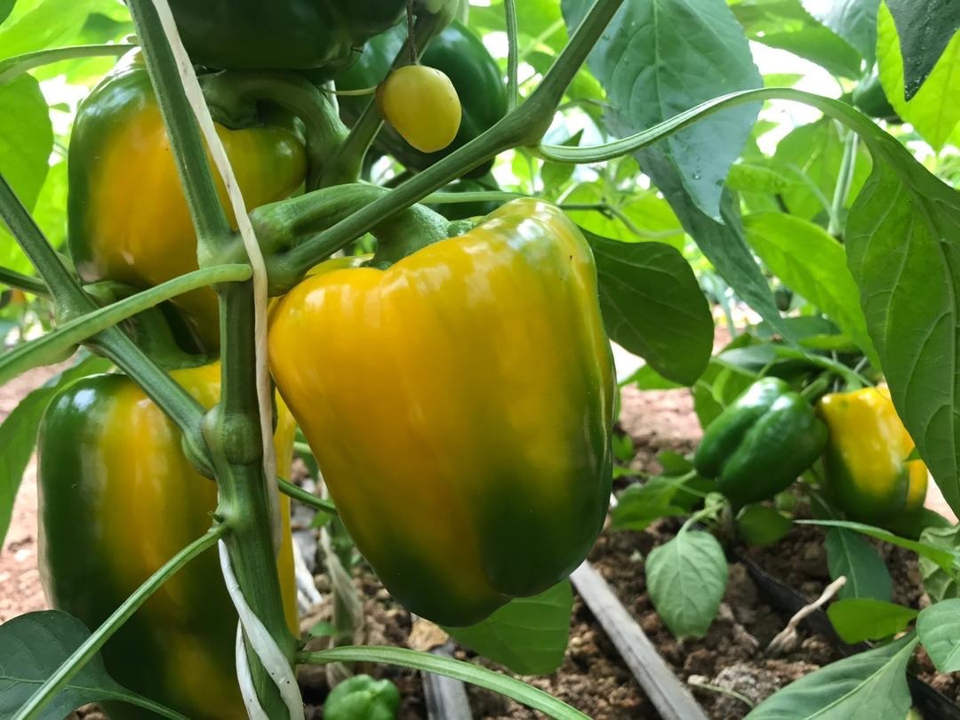 Yellow bell peppers ripening on the vine