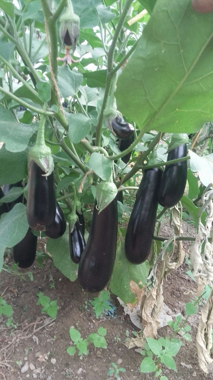 Long Italian eggplants hanging in cluster