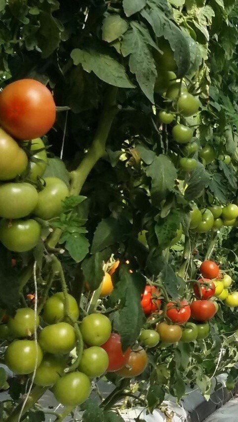 Cluster of ripe and green tomatoes on the vine