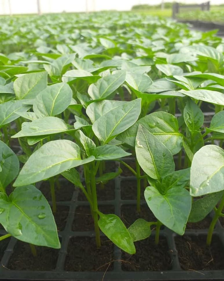 Healthy pepper seedlings in greenhouse trays