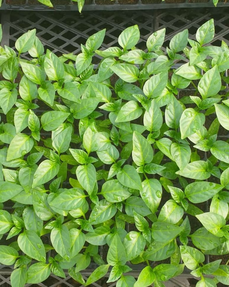 Seedlings