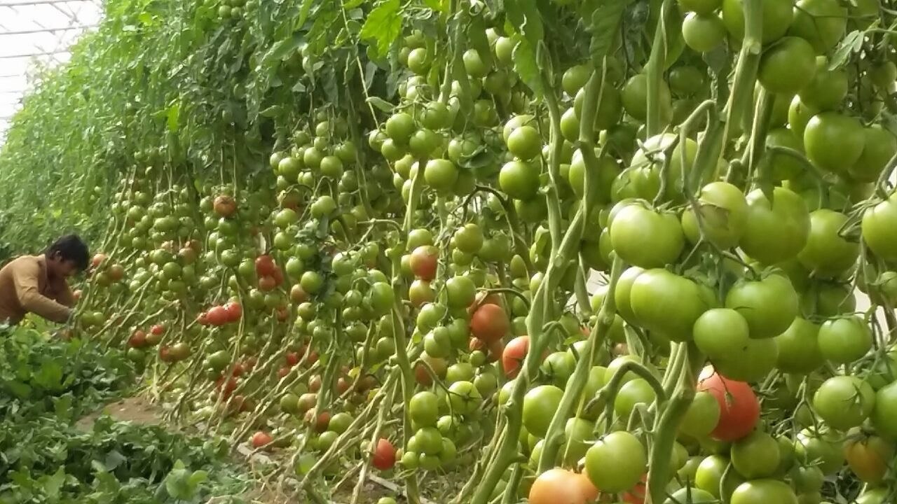 Greenhouse worker harvesting tomatoes